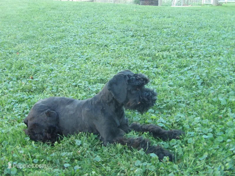 Winston – Giant Schnauzer puppy for sale in Millersburg, OH