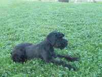 Winston, a male Giant Schnauzer for sale in Millersburg, OH – 1 of 6