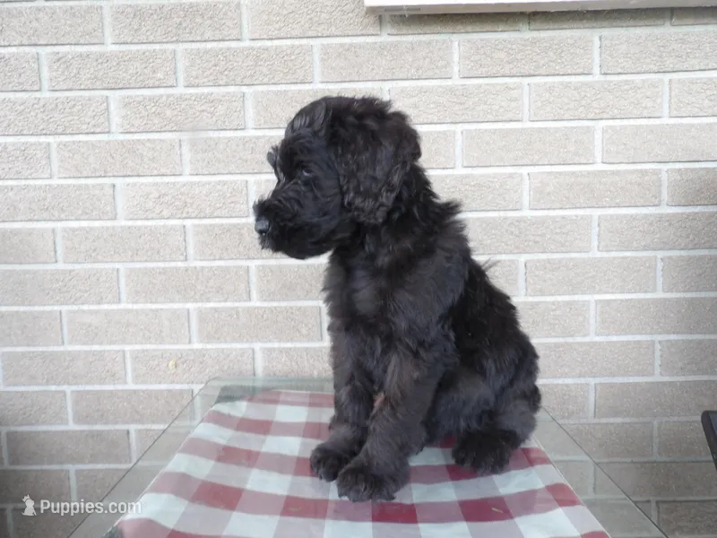 Bruiser – Giant Schnauzer puppy for sale in Millersburg, OH