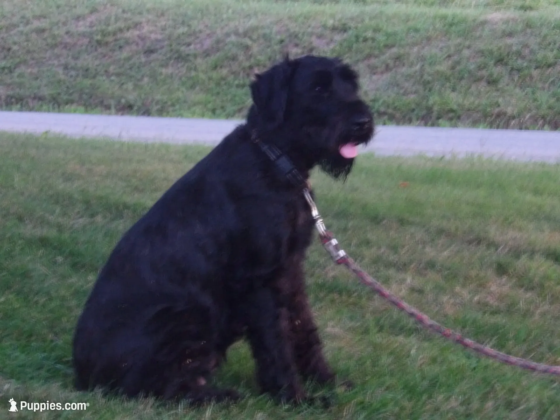 Winston, a male Giant Schnauzer for sale in Millersburg, OH – 6 of 6