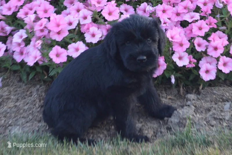Bruiser – Giant Schnauzer puppy for sale in Millersburg, OH