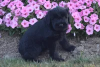 Bruiser, a male Giant Schnauzer for sale in Millersburg, OH – 1 of 3