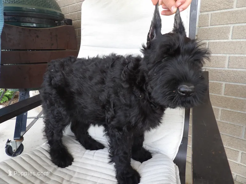 Brandy – Giant Schnauzer puppy for sale in Millersburg, OH