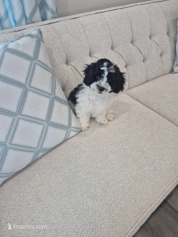 Poulou  – Poodle - Multi-Colored Standard puppy for sale in Kissimmee, FL