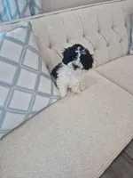 Poulou , a male Poodle - Multi-Colored Standard for sale in Kissimmee, FL – 1 of 1