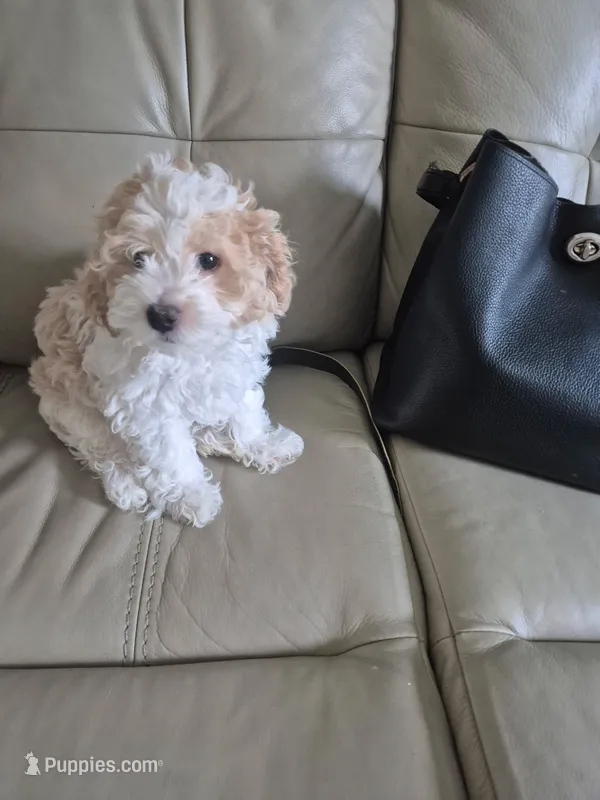Luna – Poodle - Multi-Colored Standard puppy for sale in Kissimmee, FL