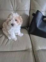 Luna, a female Poodle - Multi-Colored Standard for sale in Kissimmee, FL – 1 of 1