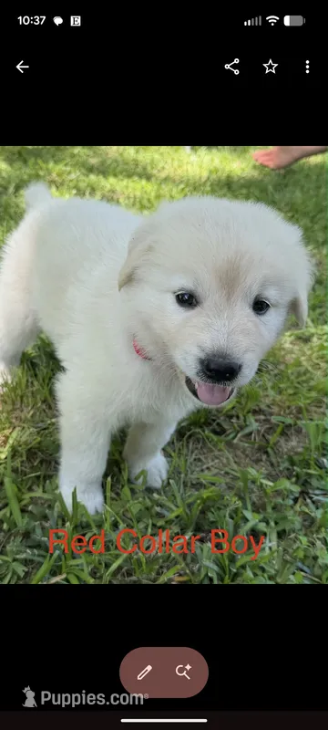 Red collar  – Australian Cattle Dog, Great Pyrenees puppy for sale in Cleburne, TX
