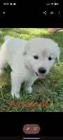 Red collar , a male Australian Cattle Dog and Great Pyrenees for sale in Cleburne, TX – 1 of 1