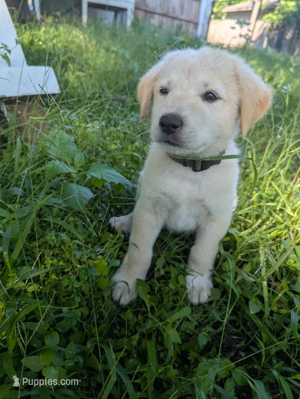 Army green collar  – Australian Cattle Dog, Great Pyrenees puppy for sale in Cleburne, TX