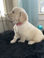 Rhododendron/pink, a female Golden Retriever for sale in Puyallup, WA – Photo 3 of 3