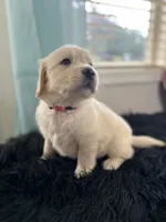 Rhododendron/pink, a female Golden Retriever for sale in Puyallup, WA – Photo 1 of 3