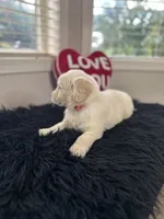 Rhododendron/pink, a female Golden Retriever for sale in Puyallup, WA – Photo 2 of 3