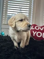 Shmally/yellow, a female Golden Retriever for sale in Puyallup, WA – Photo 3 of 3
