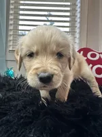 Shmally/yellow, a female Golden Retriever for sale in Puyallup, WA – Photo 2 of 3