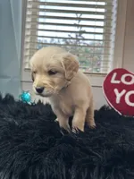 Shmally/yellow, a female Golden Retriever for sale in Puyallup, WA – Photo 1 of 3