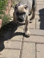 Koda, a male Cane Corso for sale in Phoenix, AZ – Photo 3 of 3