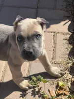 Koda, a male Cane Corso for sale in Phoenix, AZ – Photo 2 of 3
