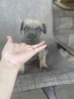 Koda, a male Cane Corso for sale in Phoenix, AZ – Photo 1 of 2