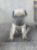 Koda, a male Cane Corso for sale in Phoenix, AZ – Photo 2 of 2