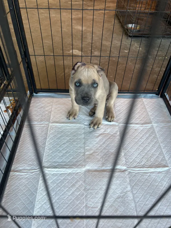 Koda – Cane Corso puppy for sale in Phoenix, AZ