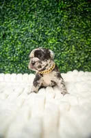 Theodore Almight  jr , a male French Bulldog for sale in Phoenix, AZ – Photo 2 of 6