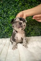Theodore Almight  jr , a male French Bulldog for sale in Phoenix, AZ – Photo 6 of 6