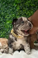 Theodore Almight  jr , a male French Bulldog for sale in Phoenix, AZ – Photo 1 of 6