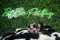 Theodore Almight  jr , a male French Bulldog for sale in Phoenix, AZ – Photo 4 of 6