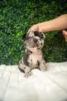 Theodore Almight  jr , a male French Bulldog for sale in Phoenix, AZ – Photo 5 of 6
