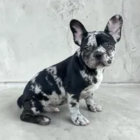 Oreo, a male French Bulldog for sale in Phoenix, AZ – Photo 2 of 3