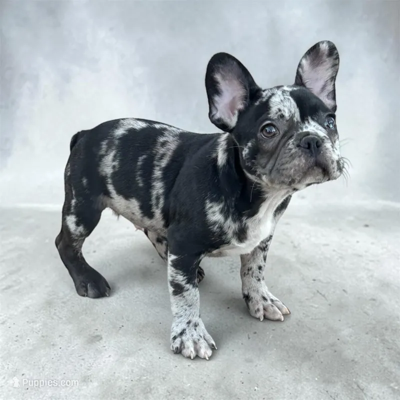 Oreo – French Bulldog puppy for sale in Phoenix, AZ