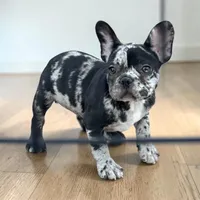 Oreo, a male French Bulldog for sale in Phoenix, AZ – Photo 3 of 3