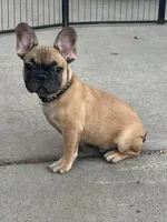 Gilbert , a male French Bulldog for sale in Phoenix, AZ – Photo 1 of 4