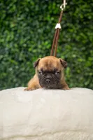 Gucci, a male French Bulldog for sale in Phoenix, AZ – Photo 4 of 5