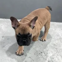 Gilbert , a male French Bulldog for sale in Phoenix, AZ – Photo 2 of 4