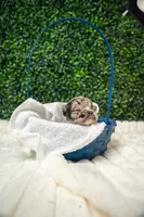 Wilbur , a male French Bulldog for sale in Phoenix, AZ – Photo 2 of 2