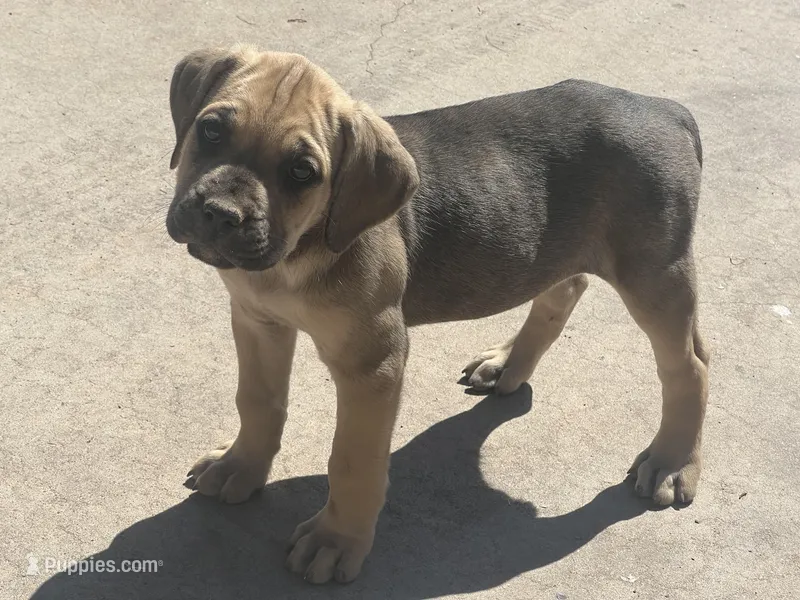 Titian, a male Cane Corso for sale in Phoenix, AZ – Photo 1 of 5