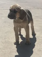 Titian, a male Cane Corso for sale in Phoenix, AZ – Photo 3 of 5