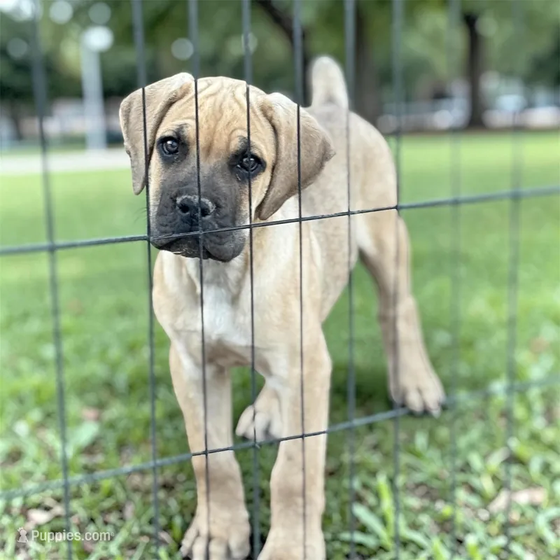 Titian – Cane Corso puppy for sale in Phoenix, AZ