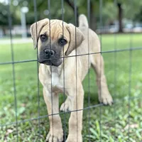Titian, a male Cane Corso for sale in Phoenix, AZ – Photo 1 of 2