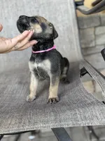 Tiffany , a male Cane Corso for sale in Phoenix, AZ – Photo 2 of 5