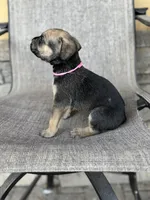 Tiffany , a male Cane Corso for sale in Phoenix, AZ – Photo 4 of 5