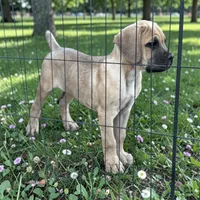 Titian, a male Cane Corso for sale in Phoenix, AZ – Photo 2 of 2