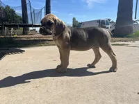 Titian, a male Cane Corso for sale in Phoenix, AZ – Photo 4 of 5