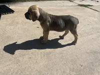 Titian, a male Cane Corso for sale in Phoenix, AZ – Photo 5 of 5