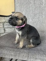 Tiffany , a male Cane Corso for sale in Phoenix, AZ – Photo 5 of 5