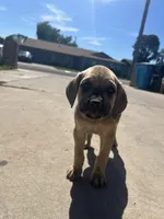 Titian, a male Cane Corso for sale in Phoenix, AZ – Photo 2 of 5