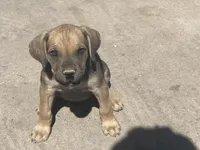 Pepper , a female Cane Corso for sale in Phoenix, AZ – Photo 2 of 4
