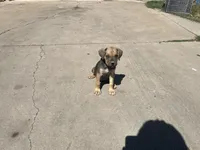 Pepper , a female Cane Corso for sale in Phoenix, AZ – Photo 3 of 4